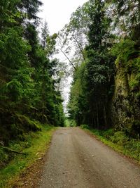 Dirt road along trees in forest