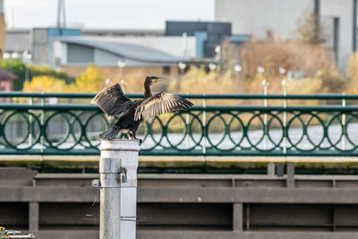 Bird perching on railing