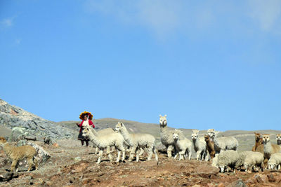 Woman with llama on landscape against blue sky