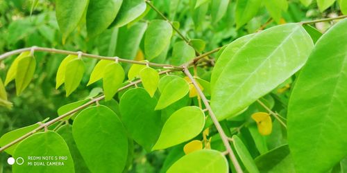 Close-up of insect on leaves