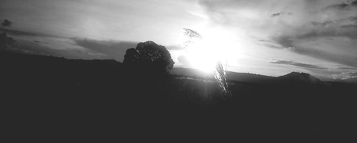 Silhouette of trees at sunset