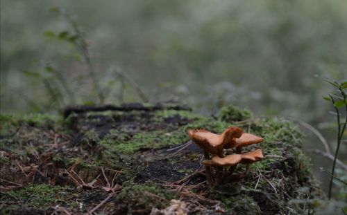 Close-up of mushroom growing on field