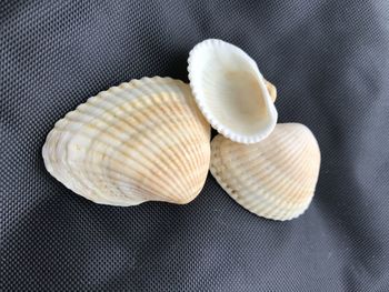 Close-up of seashell on sea against black background