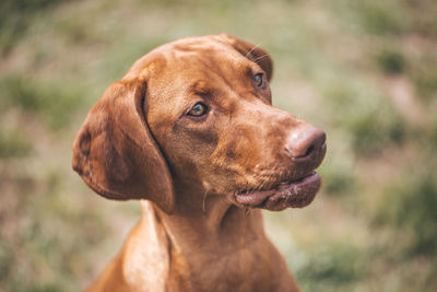 Close-up of dog looking away