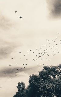 Low angle view of silhouette birds flying against sky