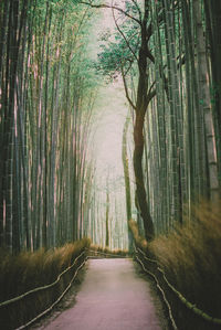 Footpath passing through forest