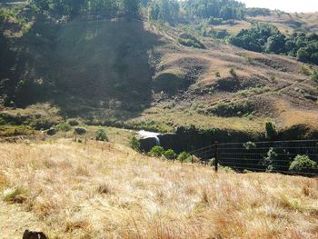 Scenic view of field and trees