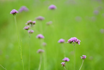 Close-up of pink flowers blooming outdoors