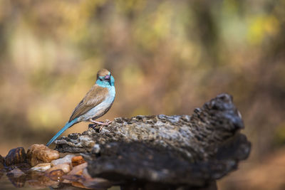 Close-up of bird perching on rock