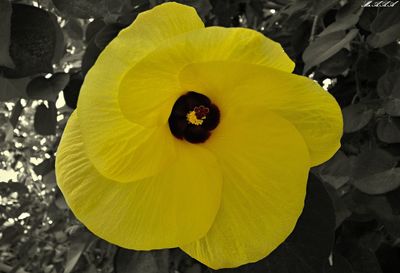 High angle view of yellow flowering plant