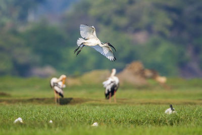 Seagull flying in a field