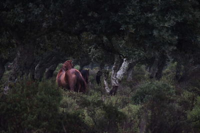 Horses in a forest