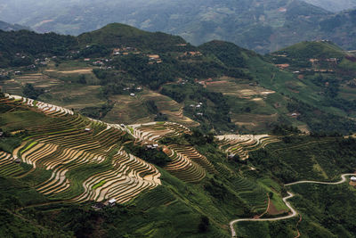 Aerial view of terraced field