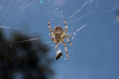 Close-up of spider on web