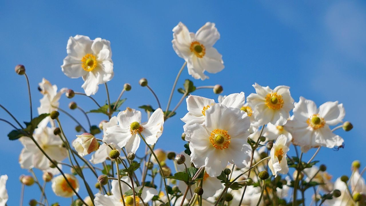 CLOSE-UP OF WHITE FLOWERS BLOOMING AGAINST CLEAR SKY