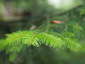 Close-up of fern leaves