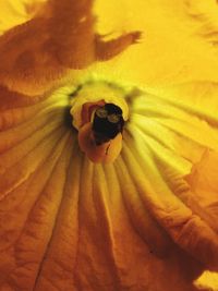 Close-up of yellow hibiscus blooming outdoors