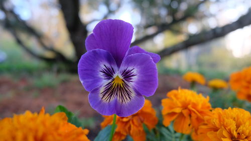 Close-up of purple flowering plant