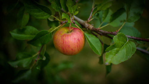 Close-up of apples on tree