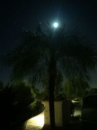 Palm trees against sky at night