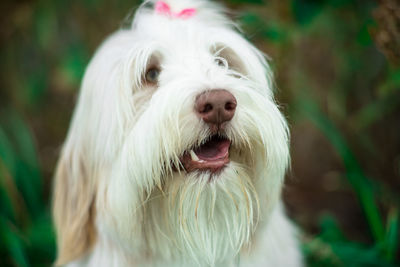 Close-up of dog sticking out tongue outdoors