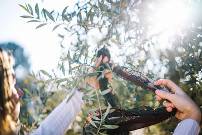 Cropped image of man holding plant against tree