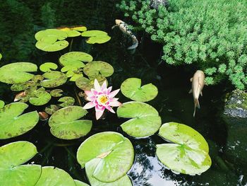 High angle view of lotus water lily in lake