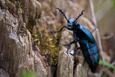 Close-up of insect