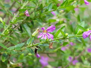 Close-up of bee on flower