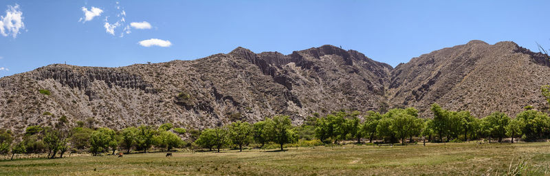 Low angle view of trees against clear sky