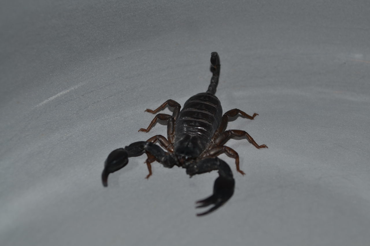 HIGH ANGLE VIEW OF BLACK INSECT ON WHITE BACKGROUND