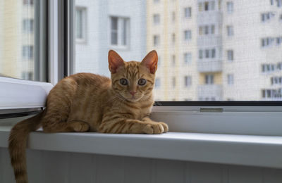 Ginger tabby kitten sits on the window sill with a protective mosquito and anti-vandal anti-cat net 