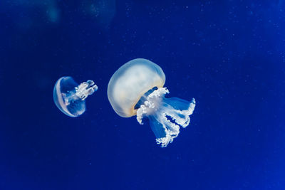 Close-up of jellyfish against blue sea