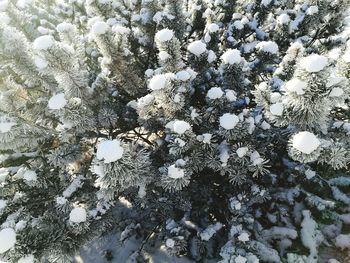 Low angle view of tree against sky