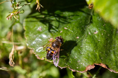 Close-up of insect on plant