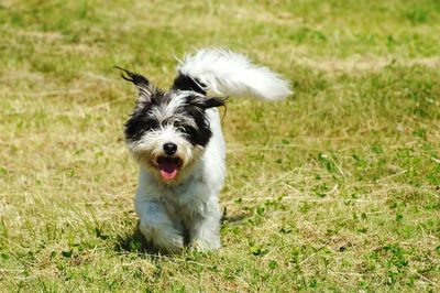 Portrait of dog on grassy field