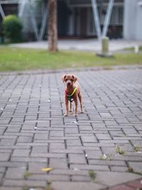 Portrait of dog walking on footpath