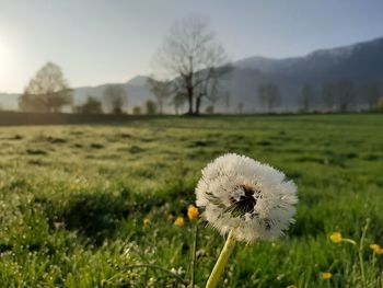 Dandelion on field against sky