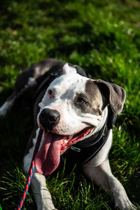 Dog looking away on field