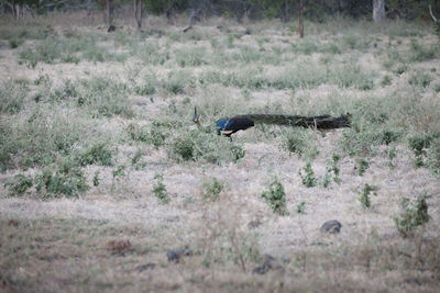 View of an animal on land