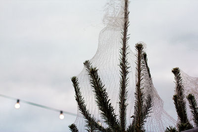 Low angle view of tree against sky