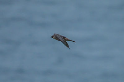 Low angle view of eagle flying in sky