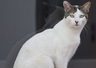 Close-up of a cat