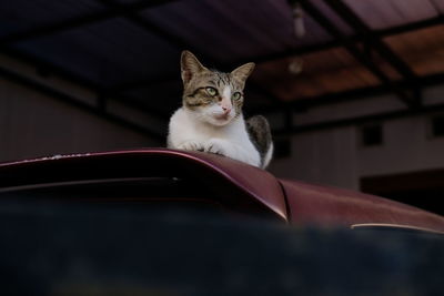 Portrait of cat sitting on floor