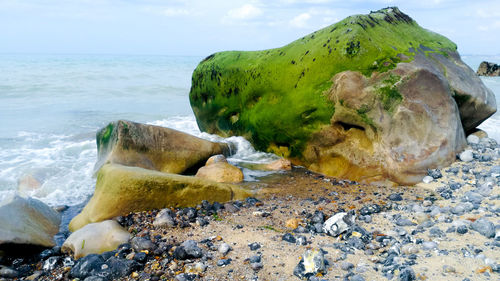 Close-up of turtle on rock by sea against sky