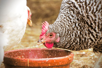 Close-up of a chicken eating in basque country