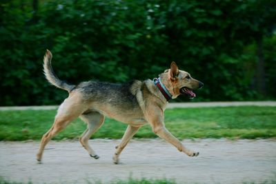 Dog running on field