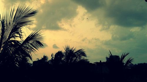 Low angle view of palm trees against cloudy sky