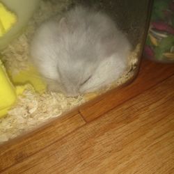Close-up of food on table