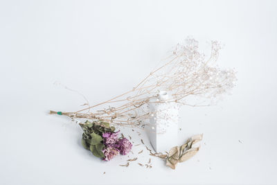 Close-up of dry plant against white background